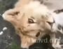 В Дагестане к стае бродячих собак прибился лев (видео)
