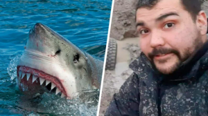 Найденного в желудке акулы мужчину опознали по татуировкам